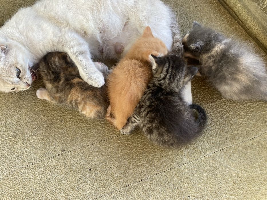 Коты коты коты коты