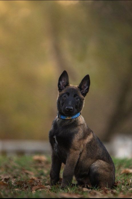 Бельгийская овчарка