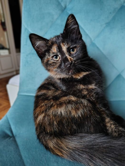 Фантастичні кошенята