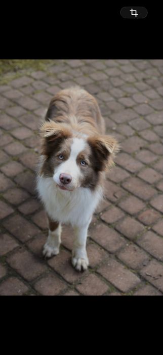 Border collie lilac