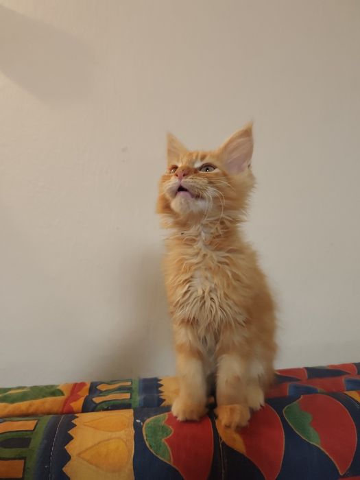 Kotka Maine Coon