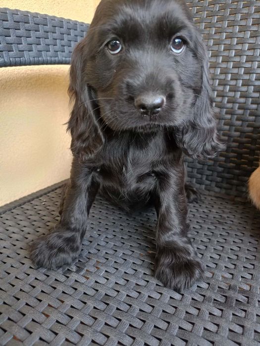 Szczeniak Cockier Spaniel