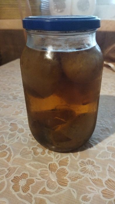 Продам Гриб веселка.