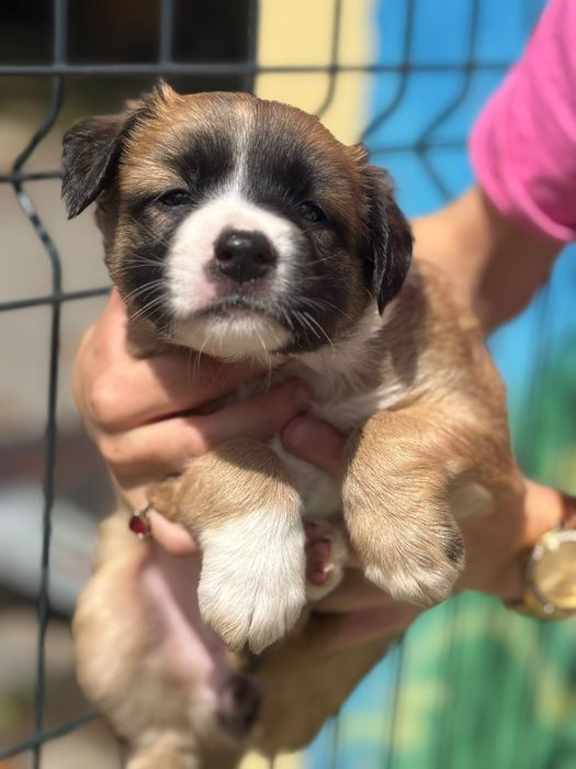 Aurora - suczka szczeniak do adopcji