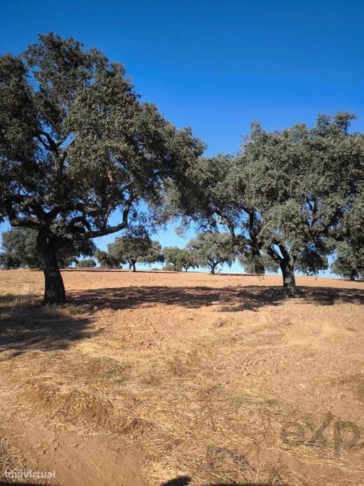 Grande herdade no Alentejo – 125,3 ha de potencial e tradição