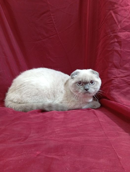 Скотіш фолд, котик