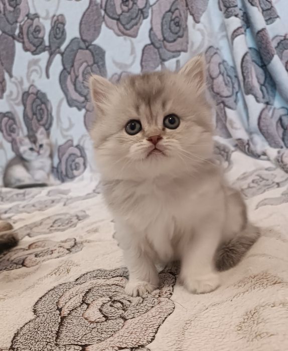 Шотландські кошенята