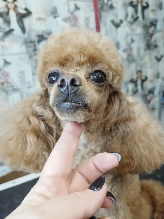 Хортицкий район. Стрижки собак и кошек. .