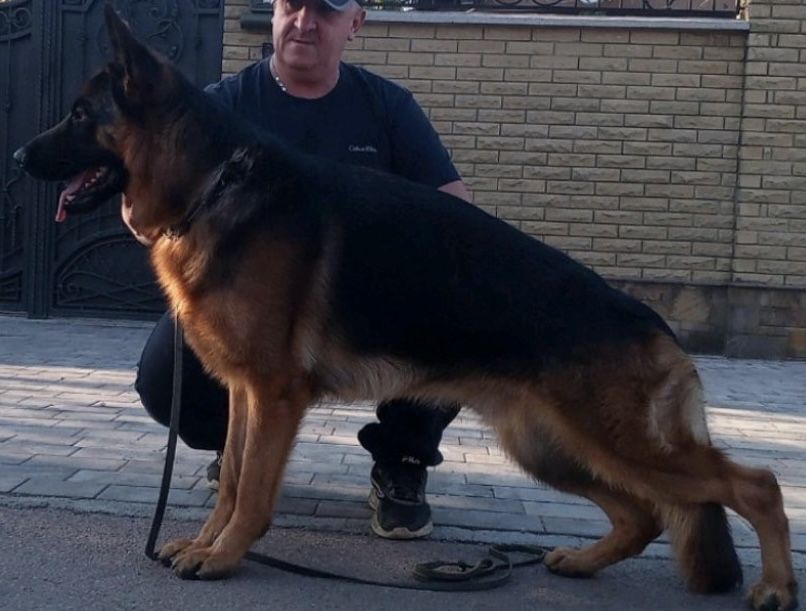 Шикарний  кобель