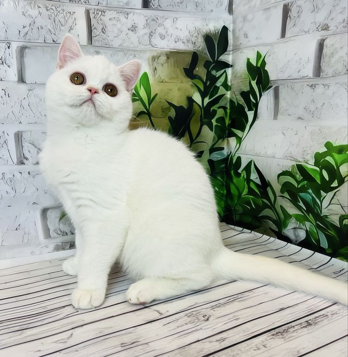 Біла кішка шотландської породи