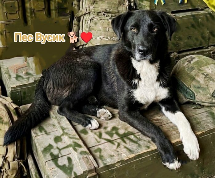 Цуценя (7 місяців) метис бордер коллі в добрі руки