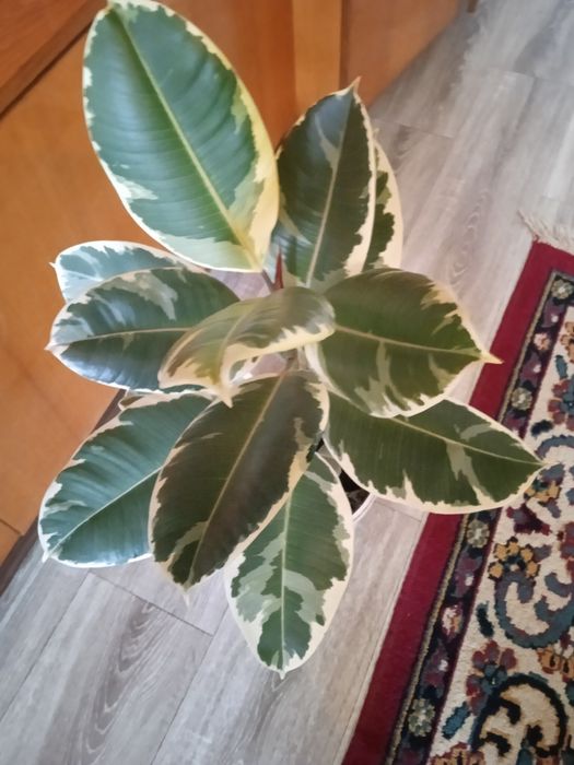 Продам фікус великий