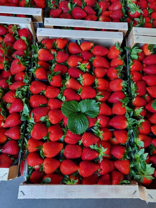 Truskawki grecja hurt I Truskawka Grecja Zapraszamy