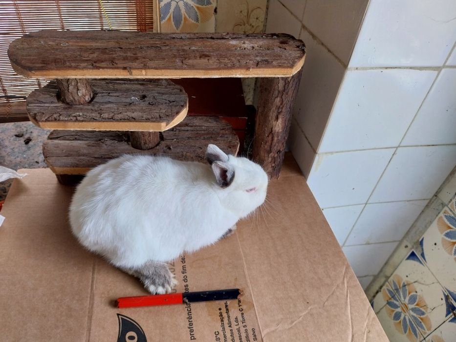 Coelhos anoes himalaias