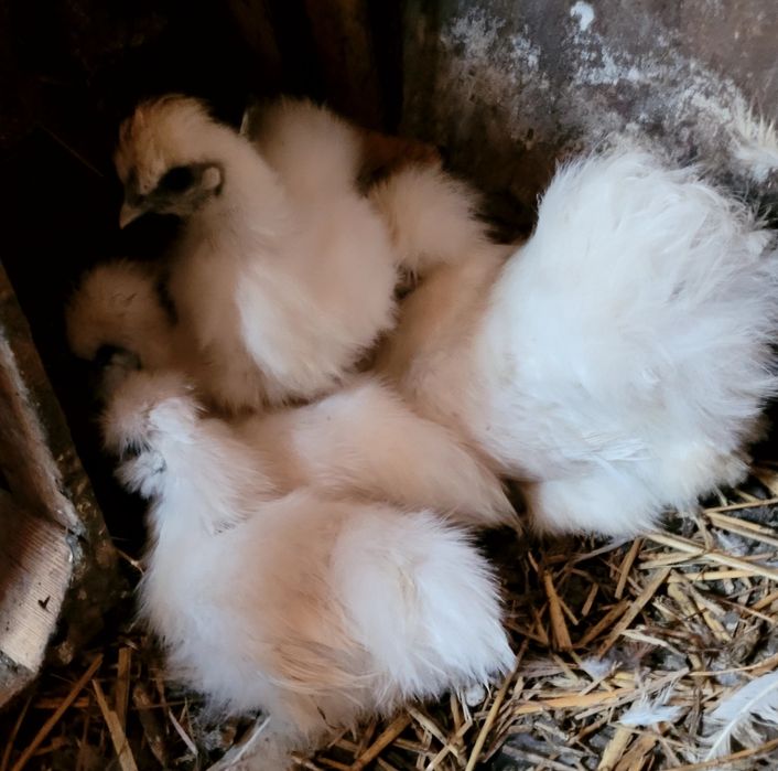 Silki 4 szt  kury, kurki silki