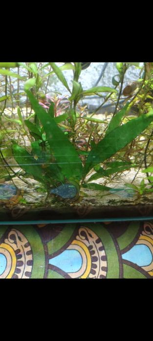plantas para aquario