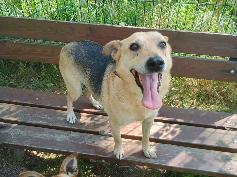 Teoś - odebrany ze złych warunków - schronisko