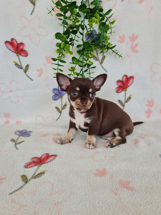 Excelente  menina mini Chihuahua/Chiuaua de Qualidade. Lunhagem Russa