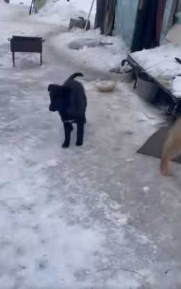 щенки три месяца. привезу