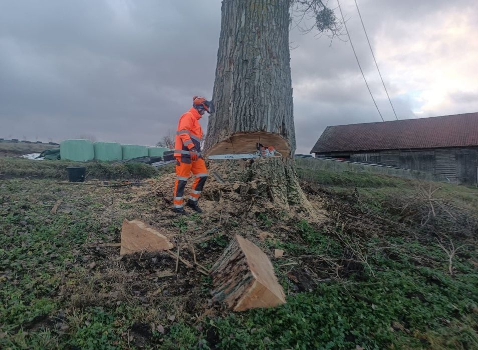 Wycinka drzew trudnych . Czyszczenie działek za materiał