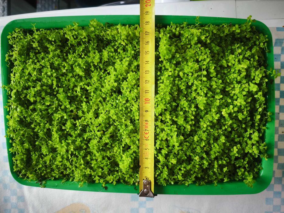 Plantas de aquário Hemianthus Callitrichoides 'Cuba'
