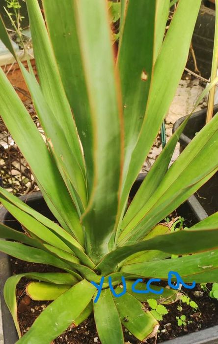 Yucca treculeana caniculata