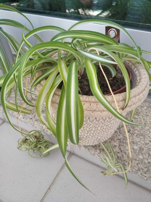 Clorofito / planta-aranha com vaso / cachepot