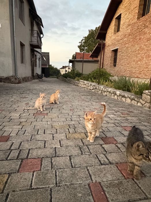 Продамо гарних кошенят