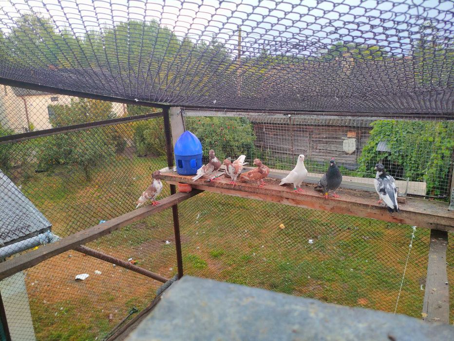 Gołębie Zamojskie Wysokolotne sprzedam