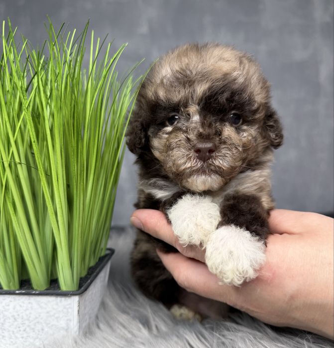 Той пудель шоколадный мрамор