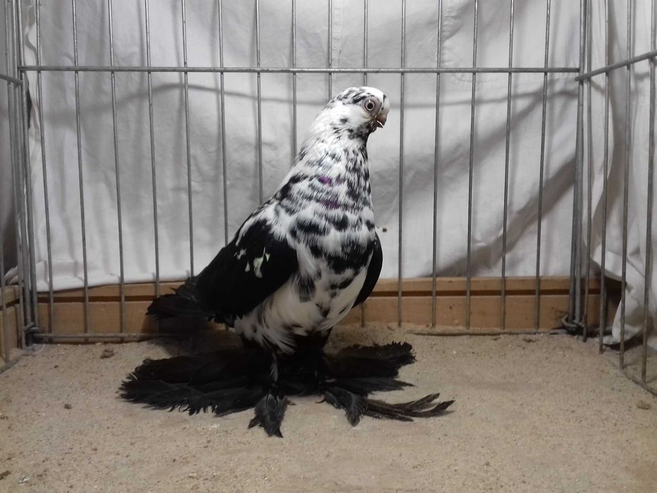 Motyl motyle samica z 2022 gołębie ozdobne