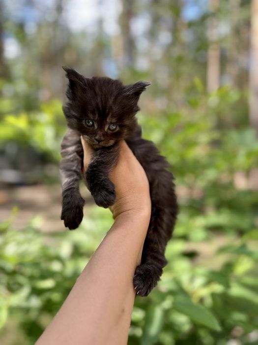 Kocurek czarny dymny Maine Coon