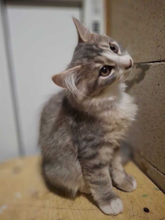 Киця котик безкоштовно