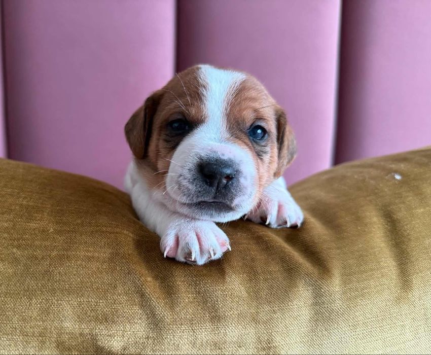 Jack russel tereier - piesek inteligenty !rezerwacja
