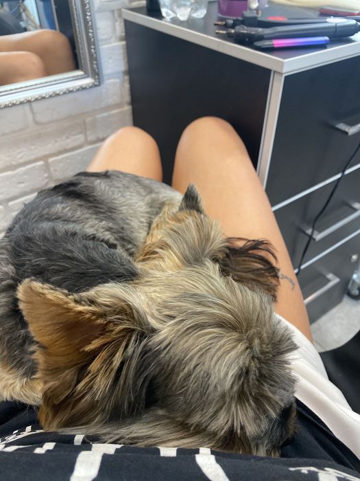 В’язка , пошук дівчинки Йорка