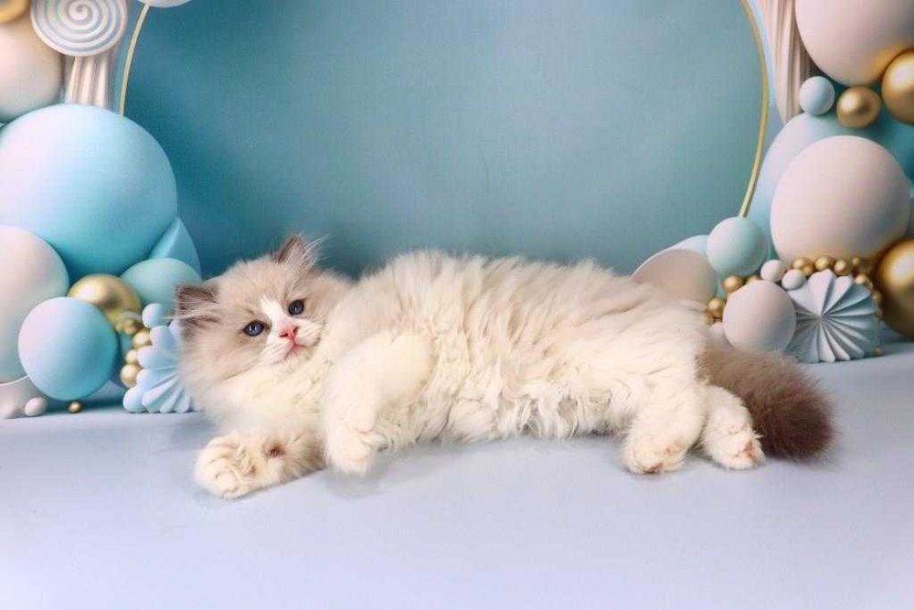 Красивий породистий хлопчик-регдолл