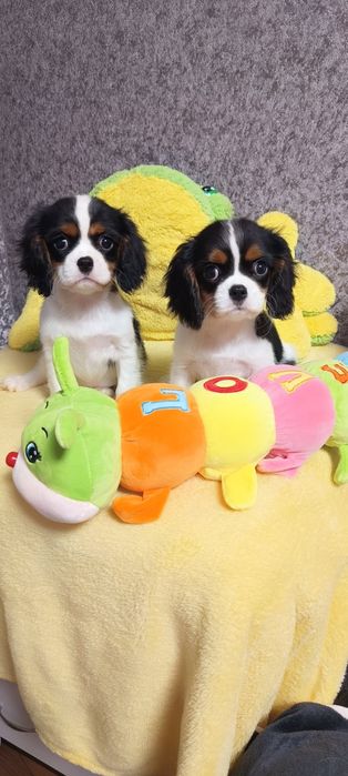 Девочка и мальчик кавалер кинг-чарльз-спаниель