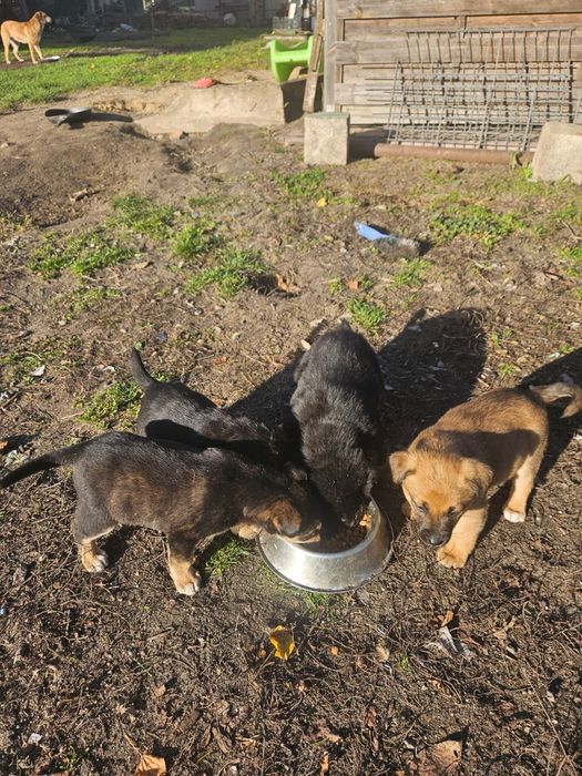 Oddam pieski za darmo