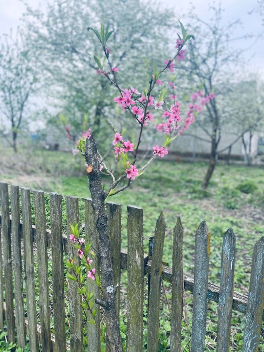 Господарство в селі