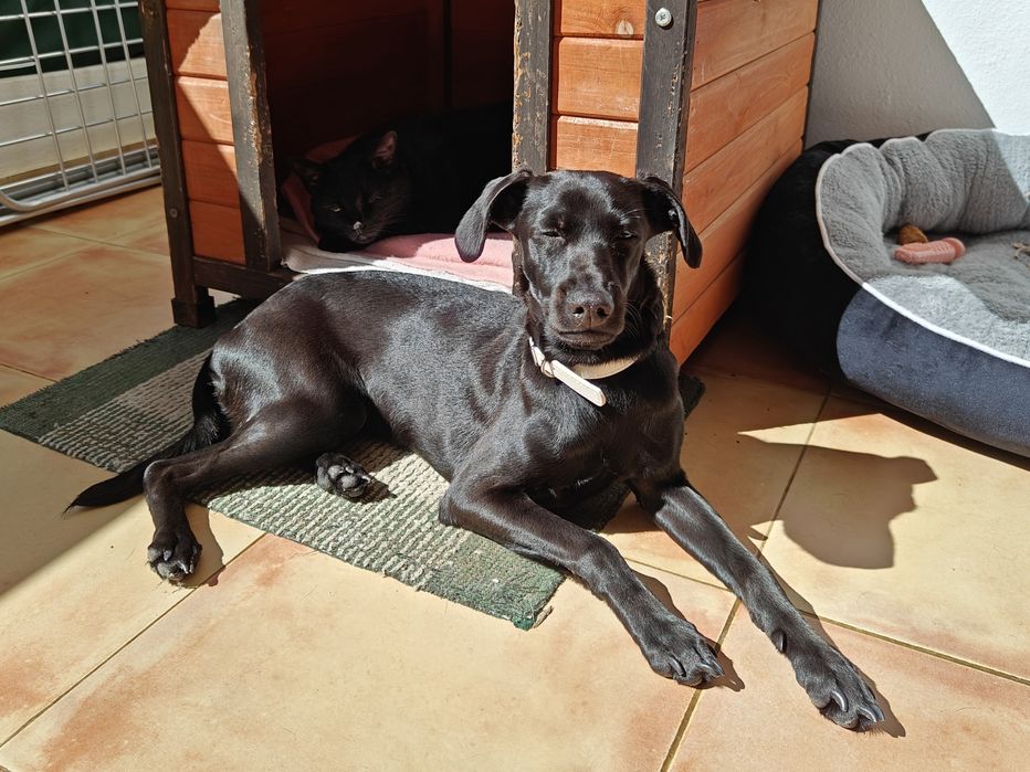 Cadelinha 8 meses para adoção