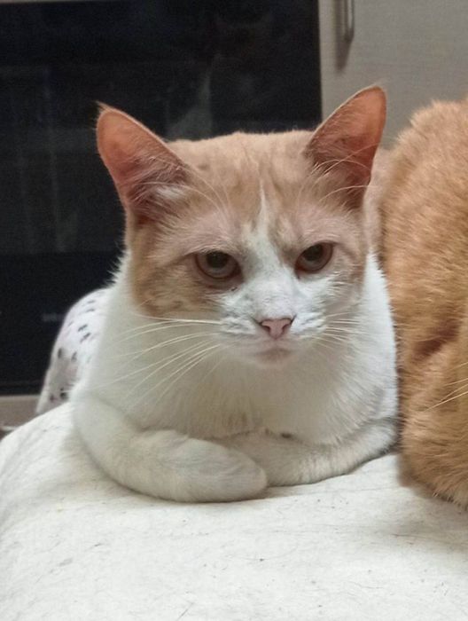 котик шукає родину