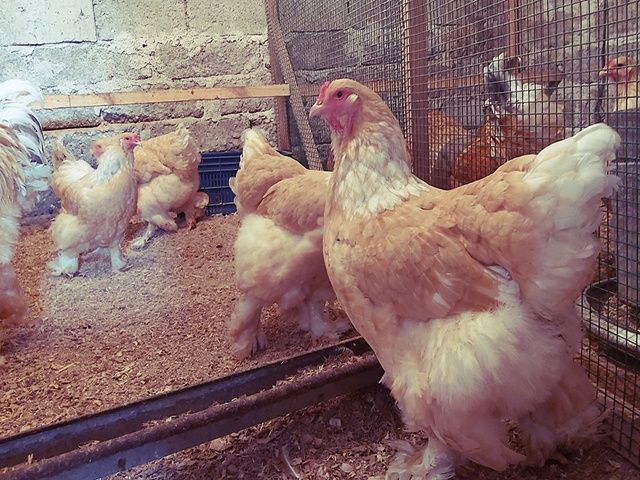 Інкубаційне яйце та курчата. Кохінхін: ізабелла, біле золото.