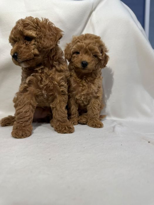 Caniche/ Poodle toy menina