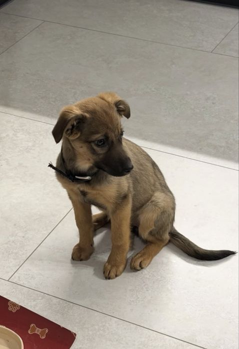 Собачка в добрі руки