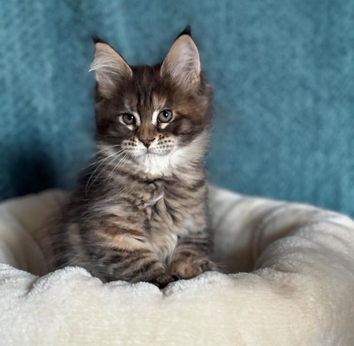 Продам котят мейнкун