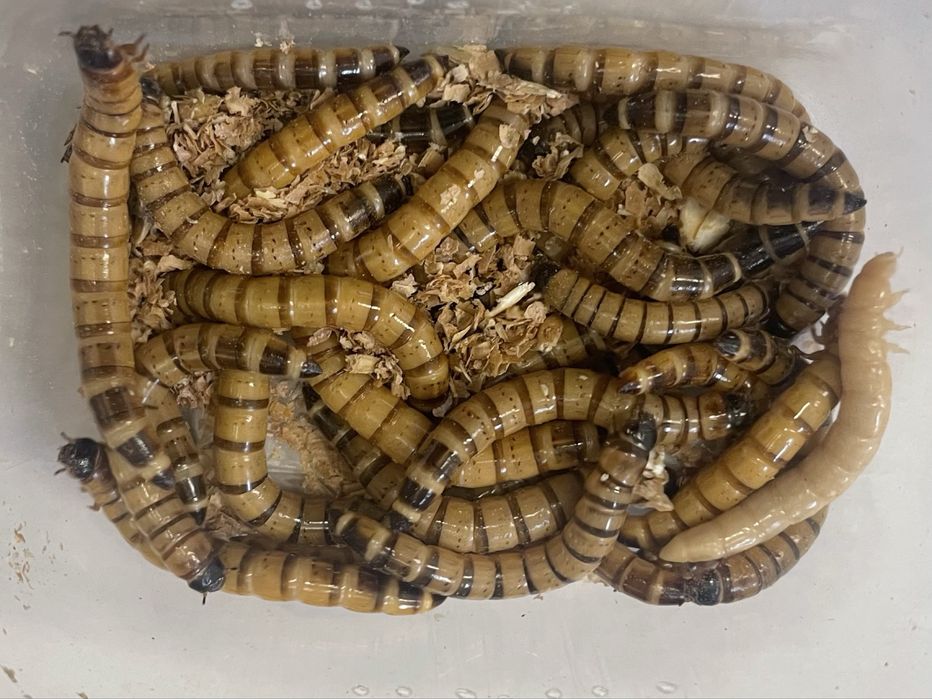 Owady karmowe karaczan turecki madagaskarski wylęg