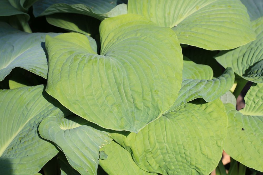 Funkia Hosta 'Bressingham Blue' Doniczka 2.0L Niebieskie liście