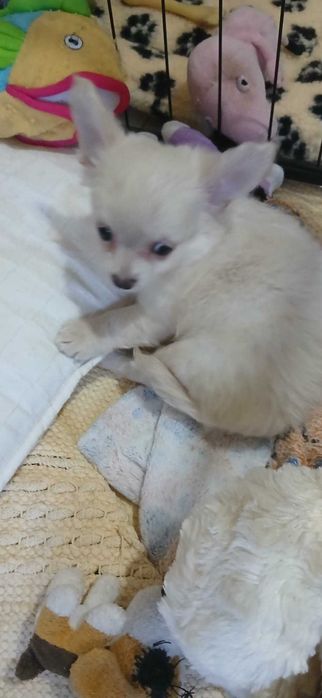 Chihuahua fêmea linda