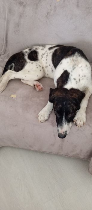 Cadela cachorro 12 meses muito doce