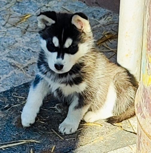 Аляскінський маламут -